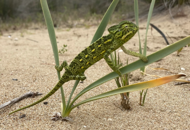 Greece: Peloponnese: African Chameleon population confirmed in Strofylia Forest
